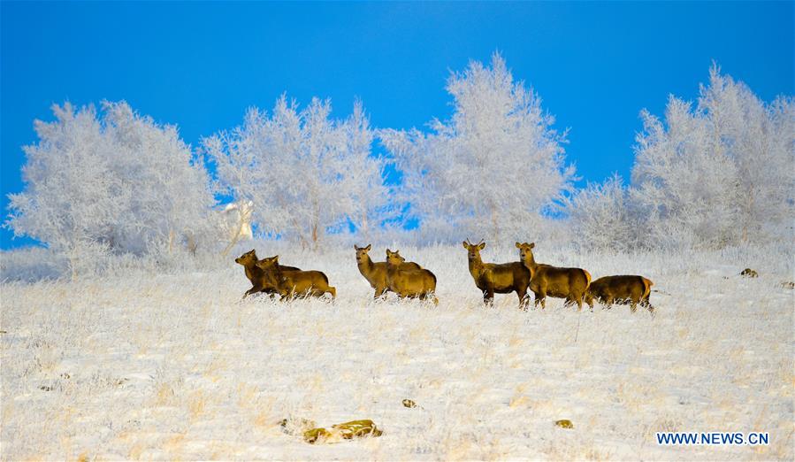 XINHUA PHOTO WEEKLY CHOICES 