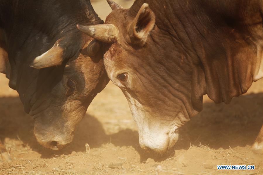 NEPAL-NUWAKOT-MAGHESAKRANTI FESTIVAL-BULL FIGHT