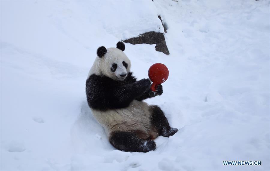 FINLAND-AHTARI ZOO-GIANT PANDAS