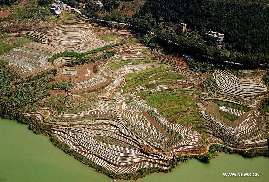 CHINA-GUANGXI-FIELDS-SPRING VIEW(CN)