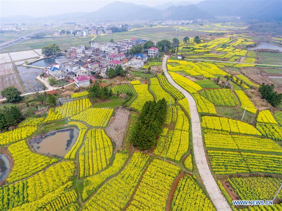 #CHINA-SPRING SCENERY-COLE FLOWERS (CN)