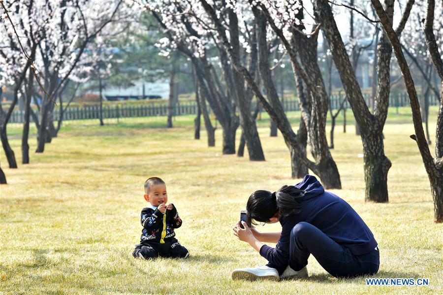 CHINA-SHANXI-ALMOND BLOSSOM-TOURISM (CN)