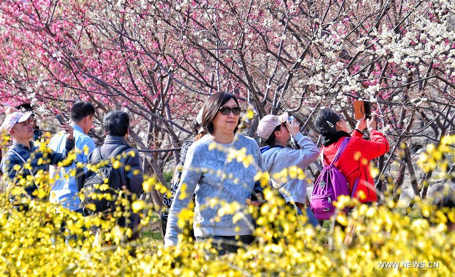 CHINA-BEIJING-FLOWERS (CN)