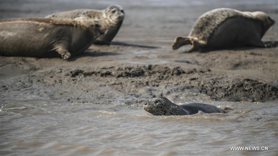 CHINA-LIAONING-PANJIN-SPOTTED SEALS (CN)