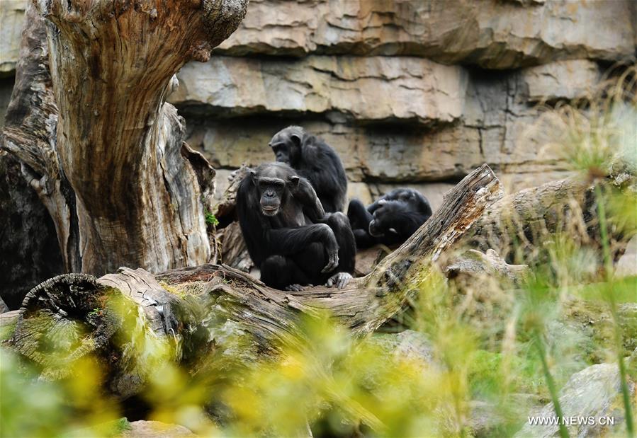 SPAIN-VALENCIA-BIOPARC ZOO