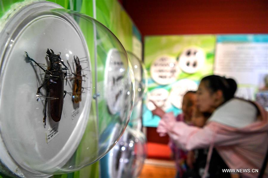 CHINA-HARBIN-BEETLE SAMPLE EXHIBITION (CN)