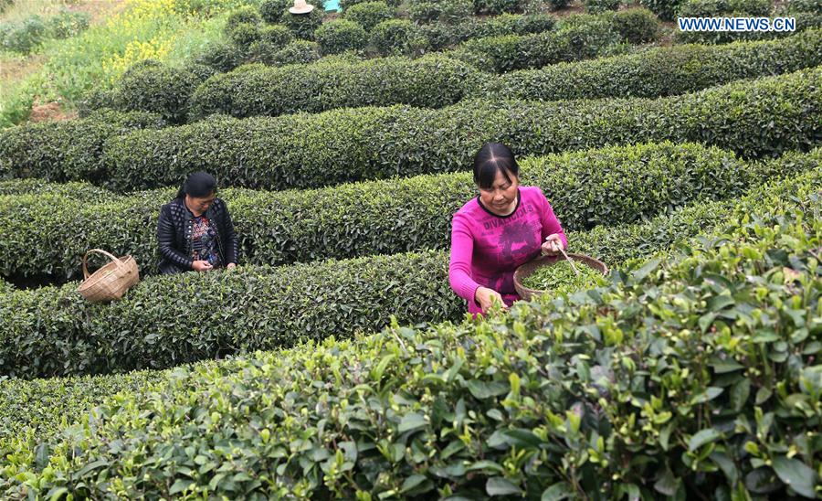 #CHINA-SPRING-TEA PICKING (CN)