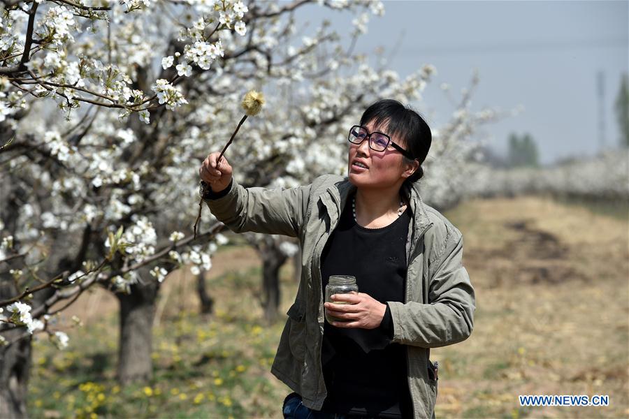 CHINA-SHANXI-HAND POLLINATION (CN)