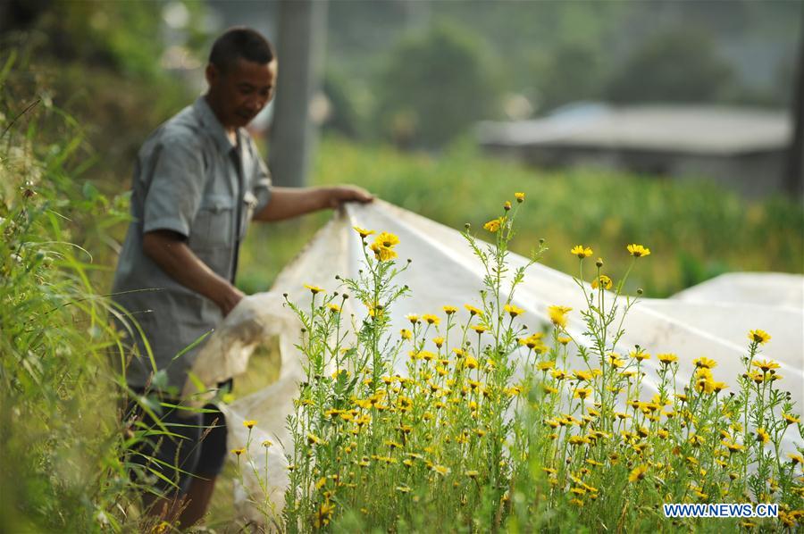 CHINA-GUYU-FARM WORK(CN)