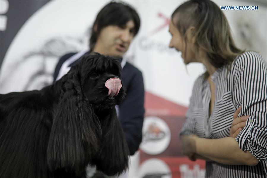 GREECE-THESSALONIKI-EXHIBITION-DOG AND CAT