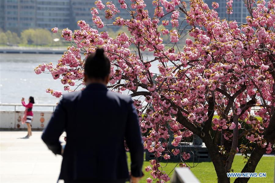 UN-SPRING-CHERRY BLOSSOMS