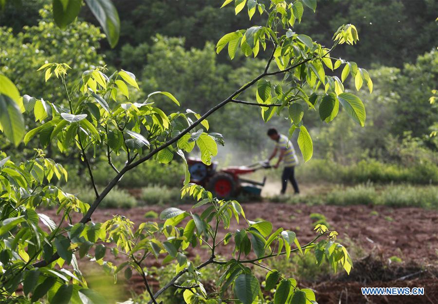 #CHINA-HEBEI-AGRICULTURE-FARM WORK (CN)