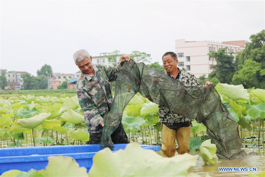 #CHINA-EARLY SUMMER-FARM WORK(CN)