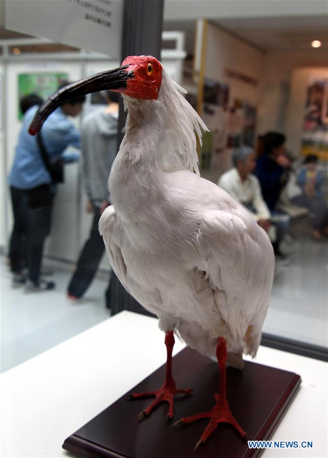 JAPAN-SADO ISLAND-CRESTED IBISES-FEATURE