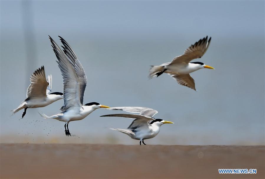 CHINA-FUJIAN-GREAT CRESTED TERN (CN)