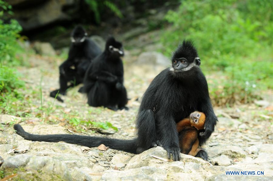 #CHINA-GUIZHOU-FRANCOIS'S LANGUR (CN*) 