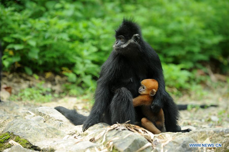 #CHINA-GUIZHOU-FRANCOIS'S LANGUR (CN*) 