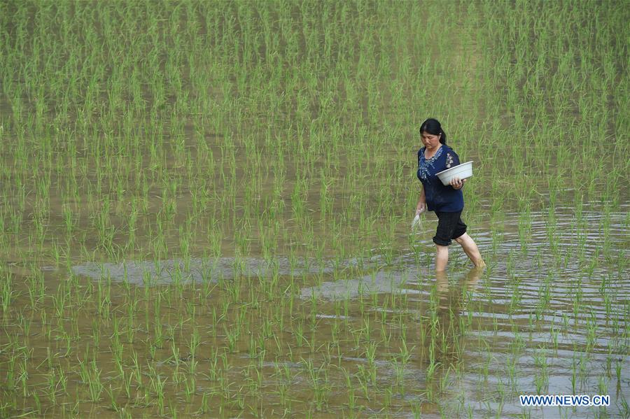 #CHINA-GUIZHOU-AGRICULTURE (CN)