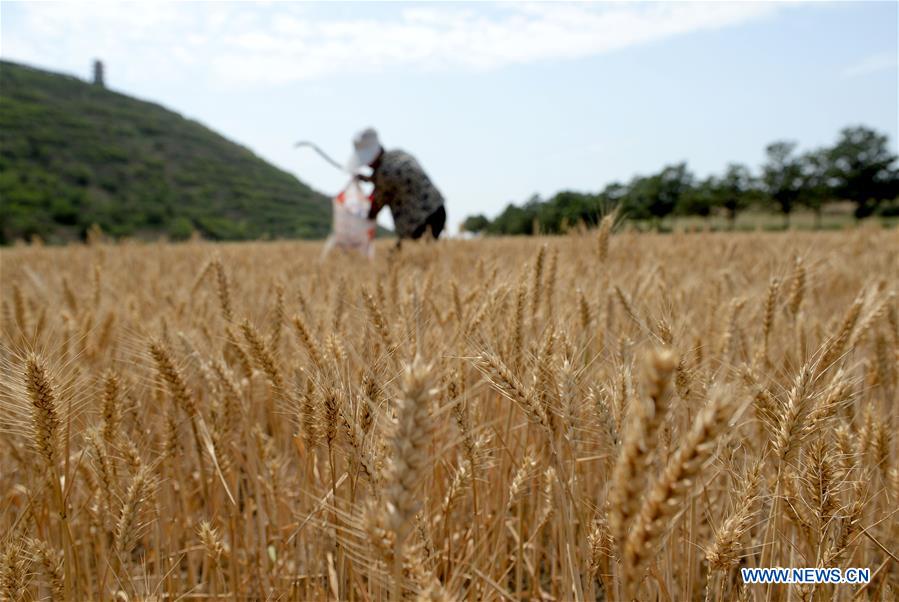 CHINA-SHAANXI-WHEAT-HARVEST (CN)