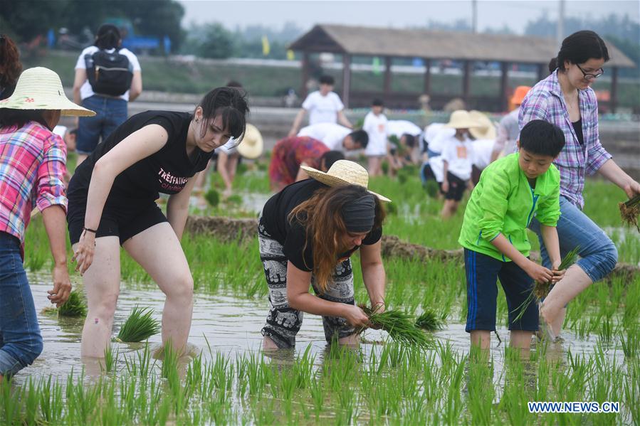 CHINA-ZHEJIANG-RICE TRANSPLANTING GAME (CN)