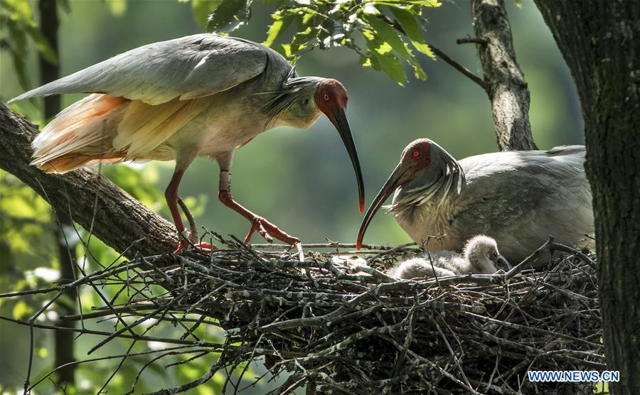 CHINA-SHAANXI-CRESTED IBIS-BREEDING (CN)