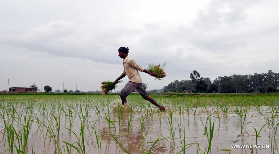 INDIAN-CONTROLLED KASHMIR-RICE SAPLINGS-PLANTING