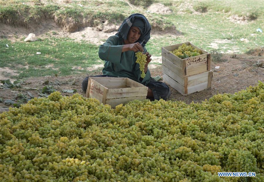 AFGHANISTAN-KANDAHAR-VINEYARD