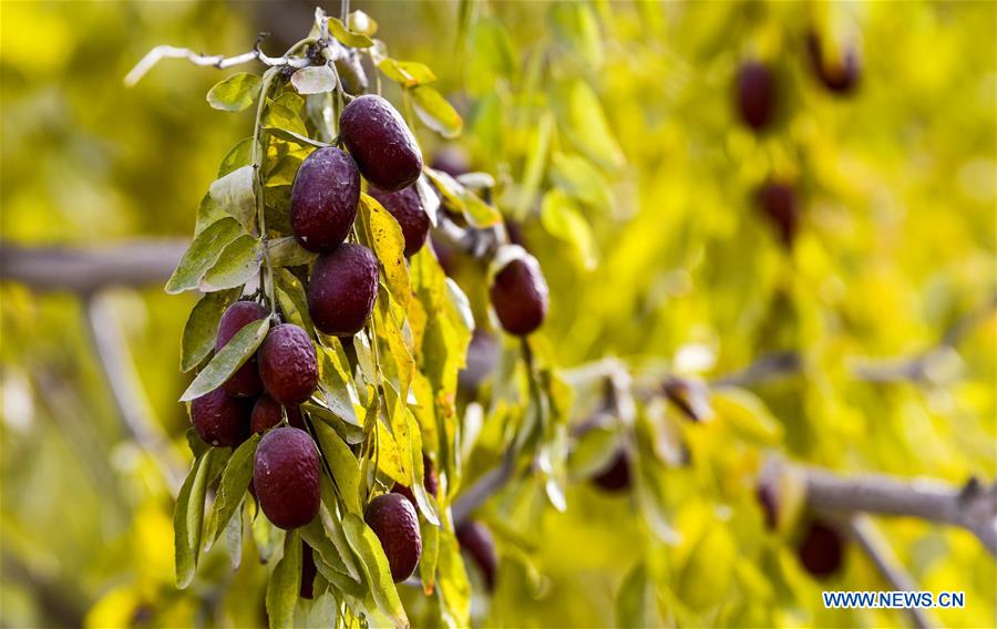 CHINA-XINJIANG-FRUITS (CN)