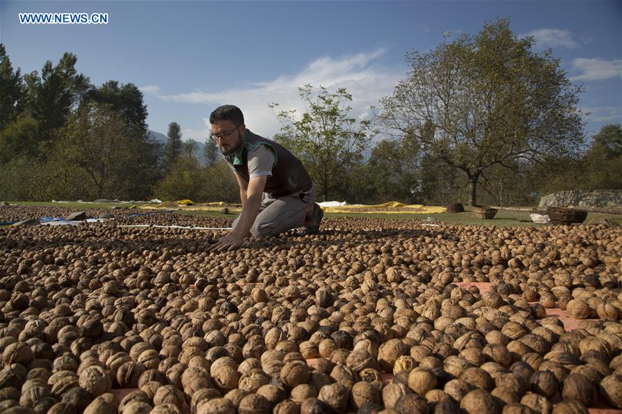 INDIA-KASHMIR-SRINAGAR-WALNUT HARVEST