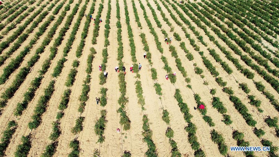 CHINA-NINGXIA-ZHONGWEI-GOJI BERRY-HARVEST (CN)