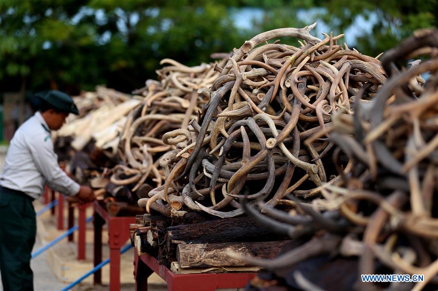 MYANMAR-NAY PYI TAW-ELEPHANT IVORY AND WILDLIFE PARTS-DESTURCTION CEREMONY