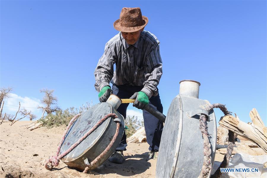 CHINA-INNER MONGOLIA-DESERT POPLAR (CN)