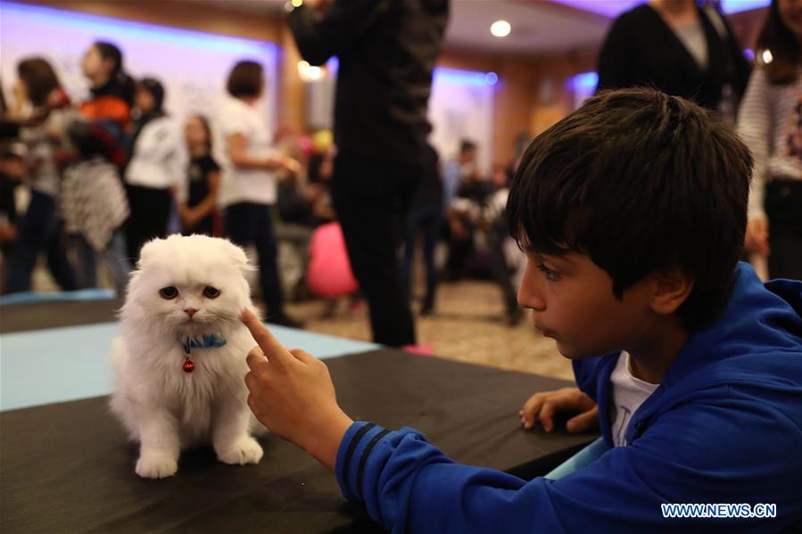 TURKEY-ANKARA-CATS-FESTIVAL