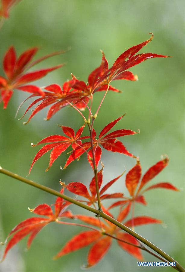 #CHINA-HUBEI-AUTUMN SCENERY (CN)