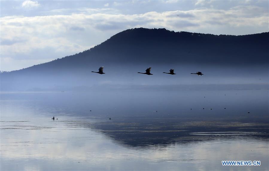 #CHINA-SHANDONG-RONGCHENG-SWAN (CN)