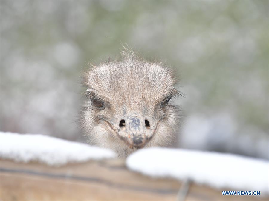 #CHINA-QINGHAI-XINING-ZOO-ANIMAL (CN*)