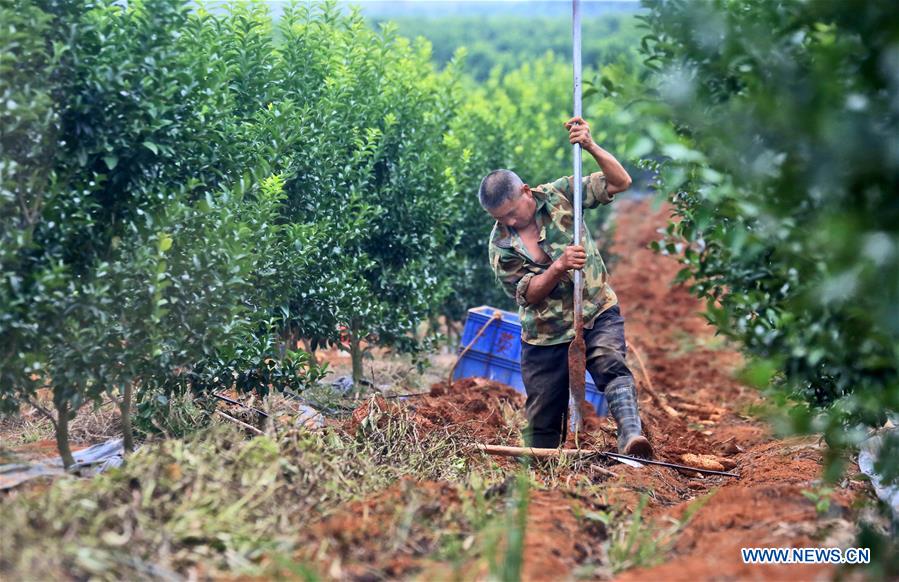 #CHINA-WINTER-FARM WORK (CN)