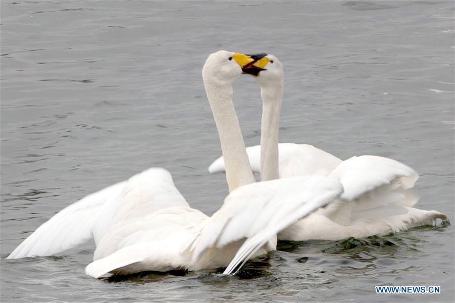 #CHINA-JIANGSU-XUYI-MIGRATORY BIRDS (CN)