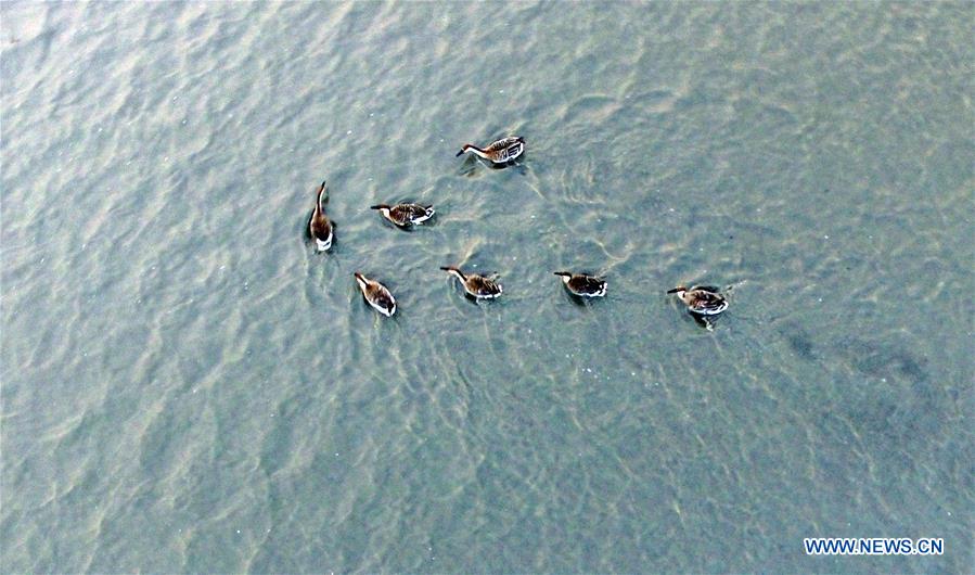 CHINA-LIAONING-WOLONG LAKE-BIRDS (CN)