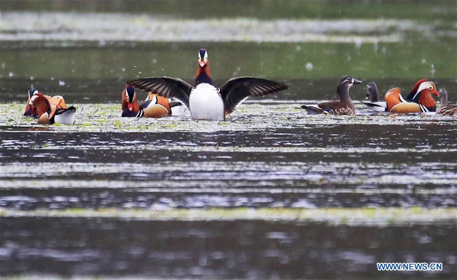 #CHINA-ANHUI-XIN'AN RIVER-WILD MANDARIN DUCKS (CN)