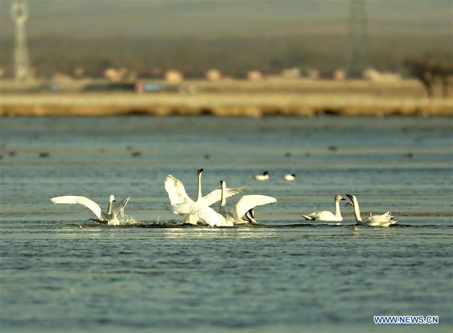 CHINA-HEBEI-WINTER-SWAN (CN)