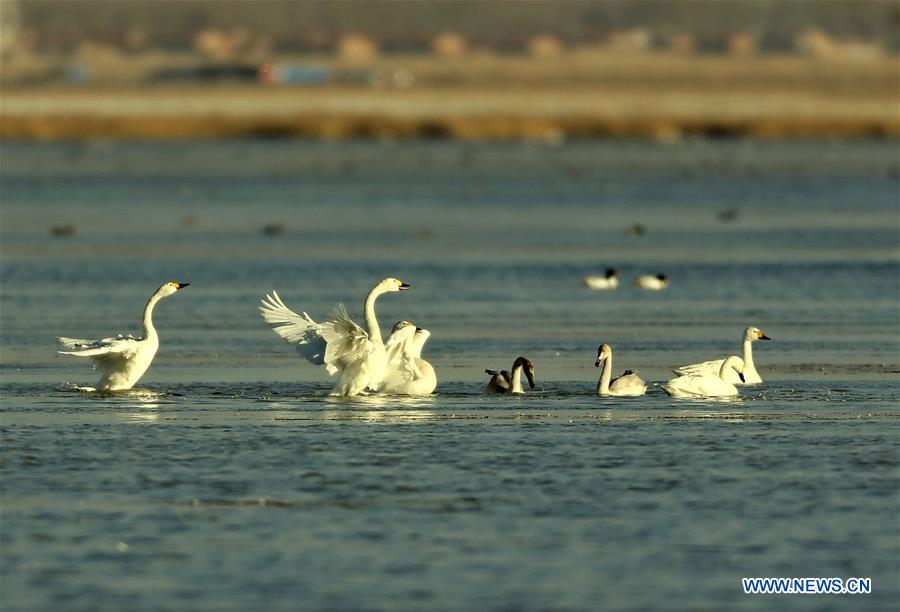 CHINA-HEBEI-WINTER-SWAN (CN)