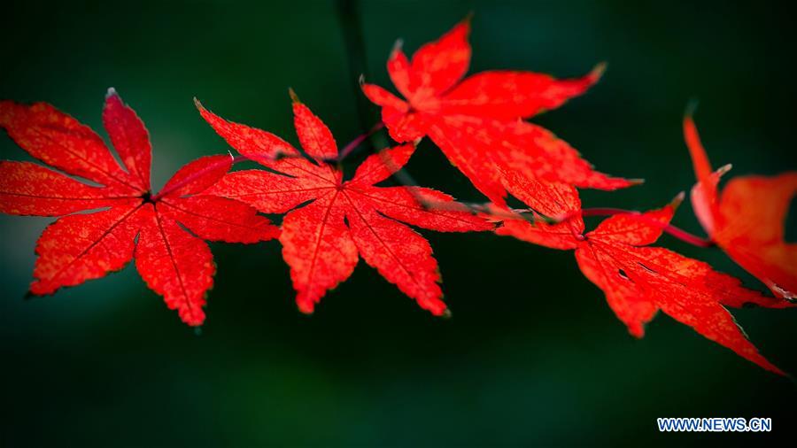 #CHINA-NANJING-MAPLE LEAVES (CN)