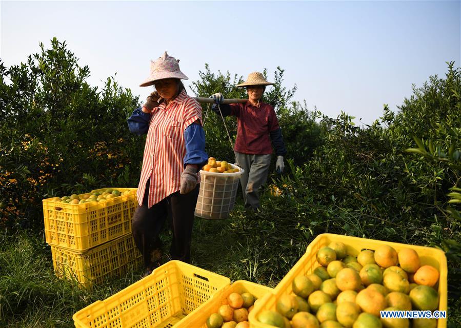 CHINA-GUANGDONG-JIANGMEN-TANGERINE-HARVEST(CN)