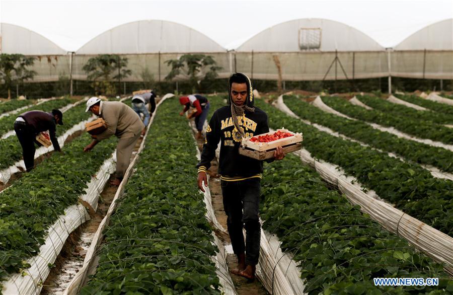 MIDEAST-GAZA-STRAWBERRY-HARVEST