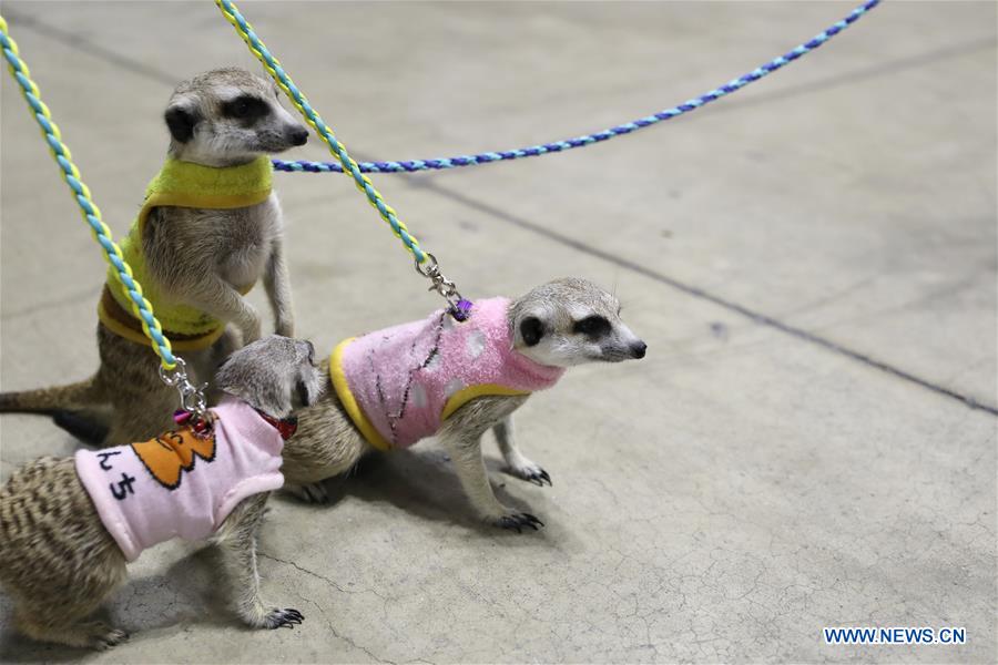 JAPAN-YOKOHAMA-PET-EXHIBITION