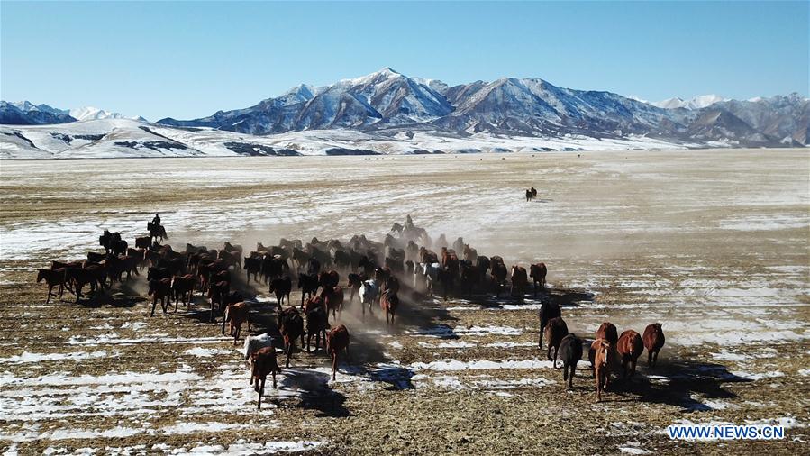 CHINA-GANSU-SHANDAN RANCH-HORSE (CN)