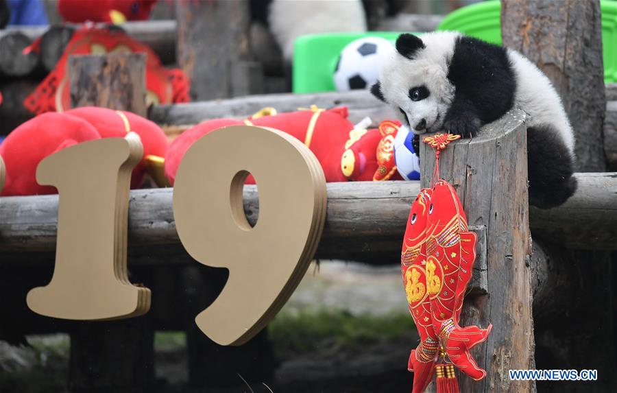 CHINA-SICHUAN-GIANT PANDA-SPRING FESTIVAL (CN)