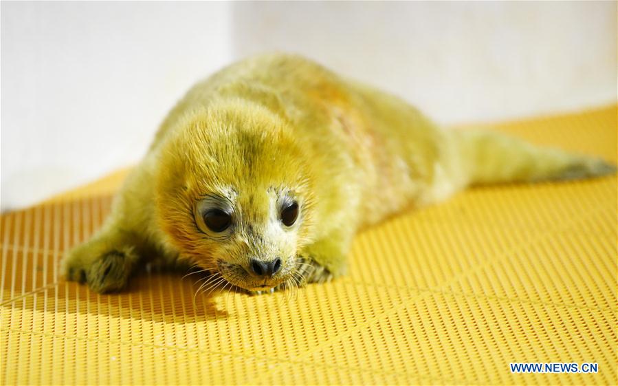 CHINA-HARBIN-SEAL CUB (CN)