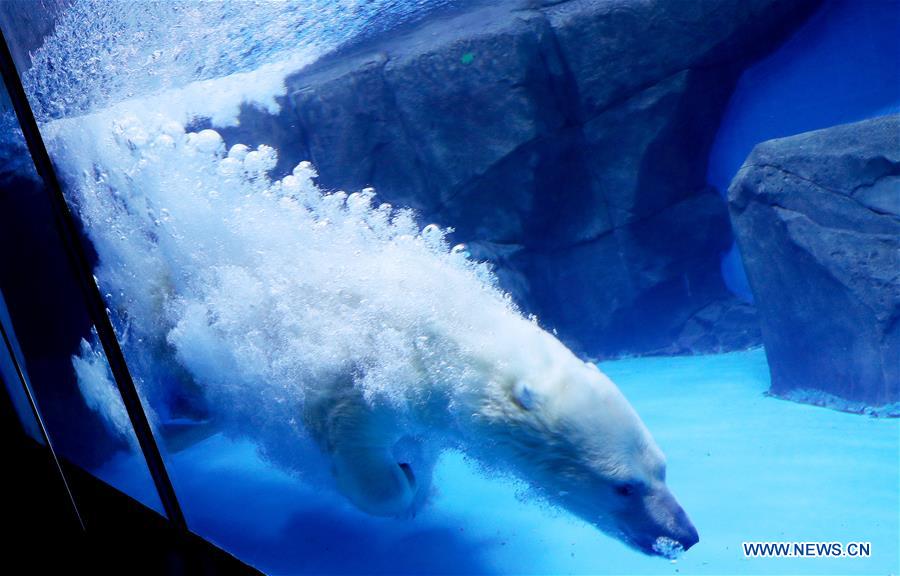 CHINA-SHANGHAI-LANTERN FESTIVAL-POLAR BEAR(CN)